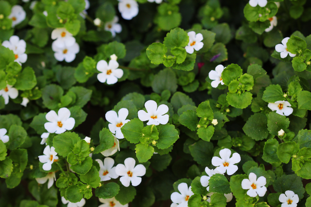 Bacopa monnieri – roślina źródłowa ekstraktu